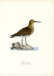 Bécasseau Variable