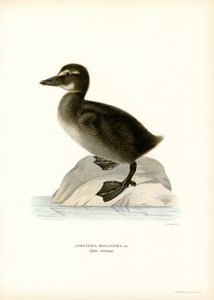 Eider à duvet - Magnus Ferdinand and Wilhelm von Wright