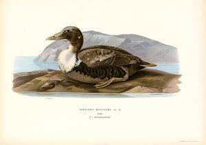 Eider à duvet - Magnus Ferdinand and Wilhelm von Wright