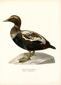 Eider à duvet - Magnus Ferdinand and Wilhelm von Wright