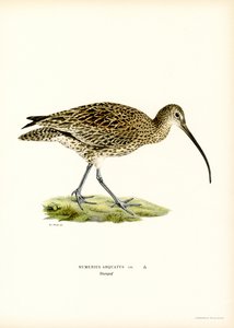 Courlis cendré