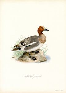 Canard siffleur