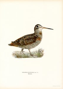 Bécasse des bois