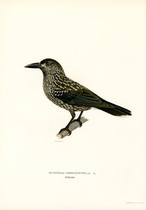 Cassenoix moucheté