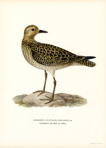 Pluvier doré européen