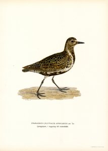 Pluvier doré européen