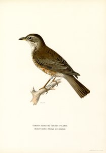 Grive litorne