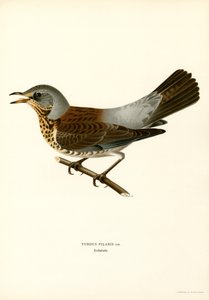 Grive litorne (lithographie en couleur)