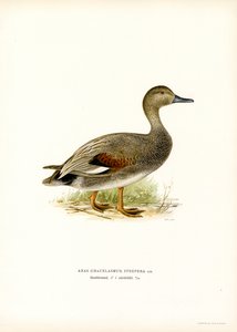 Canard chipeau