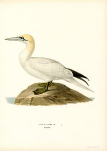 Fou de Bassan - Magnus Ferdinand and Wilhelm von Wright