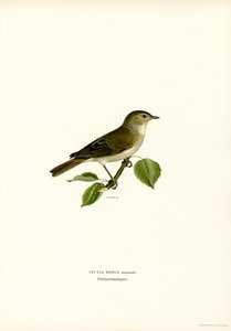 Fauvette des jardins - Magnus Ferdinand and Wilhelm von Wright