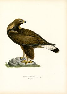 Aigle royal