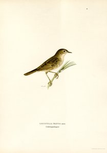 Locustelle tachetée