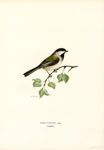 Mésange à tête grise - Magnus Ferdinand and Wilhelm von Wright