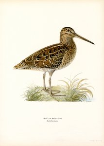 Grande bécassine