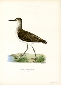 Chevalier cul-blanc