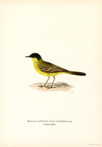 Bergeronnette à tête grise (lithographie en couleur)