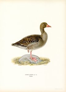 Oie cendrée