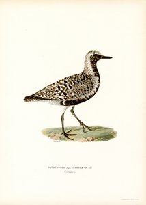 Pluvier argenté
