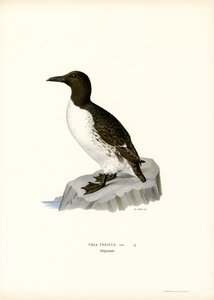 Guillemot (lithographie en couleur)
