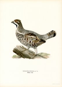 Gélinotte des bois - Magnus Ferdinand and Wilhelm von Wright