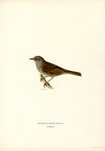 Fauvette des jardins (lithographie en couleur)