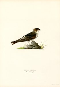 Hirondelle de fenêtre - Magnus Ferdinand and Wilhelm von Wright
