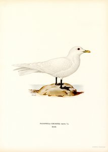 Mouette blanche