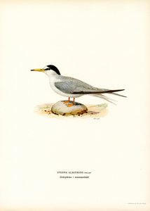 Sterne naine - Magnus Ferdinand and Wilhelm von Wright