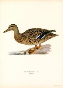 Canard colvert