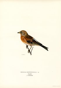 Pinson des montagnes