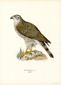 Autour des palombes - Magnus Ferdinand and Wilhelm von Wright