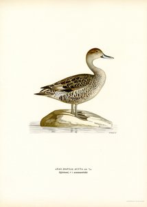 Canard pilet