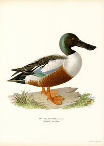 Canard souchet