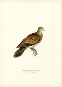 Tourterelle orientale - Magnus Ferdinand and Wilhelm von Wright