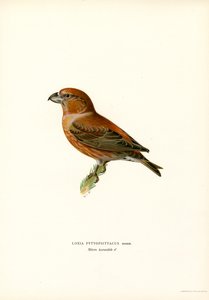 Bec-croisé perroquet