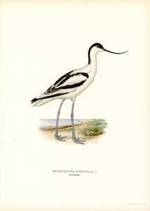 Avocette élégante - Magnus Ferdinand and Wilhelm von Wright