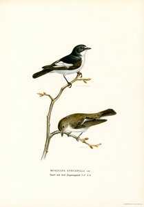Gobemouche noir - Magnus Ferdinand and Wilhelm von Wright