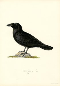 Corbeau