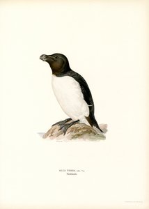 Petit Pingouin