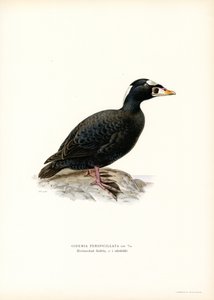 Macreuse à Bec Rouge - Magnus Ferdinand and Wilhelm von Wright