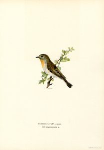 Gobemouche nain - Magnus Ferdinand and Wilhelm von Wright