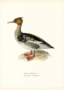 Harle huppé