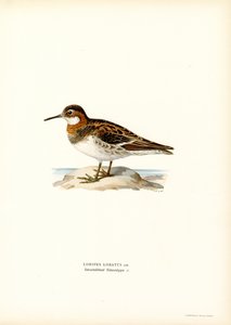Phalarope à bec étroit