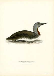 Plongeon catmarin - Magnus Ferdinand and Wilhelm von Wright