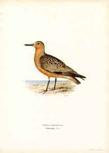 Bécasseau Maubèche