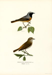 Rougequeue (lithographie en couleur)
