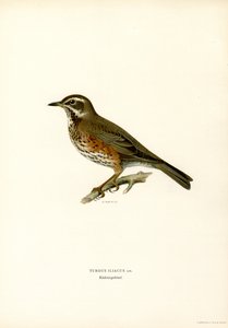 Grive mauvis
