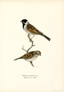 Bruant des roseaux