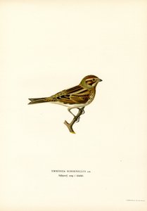 Bruant des roseaux (lithographie en couleur)